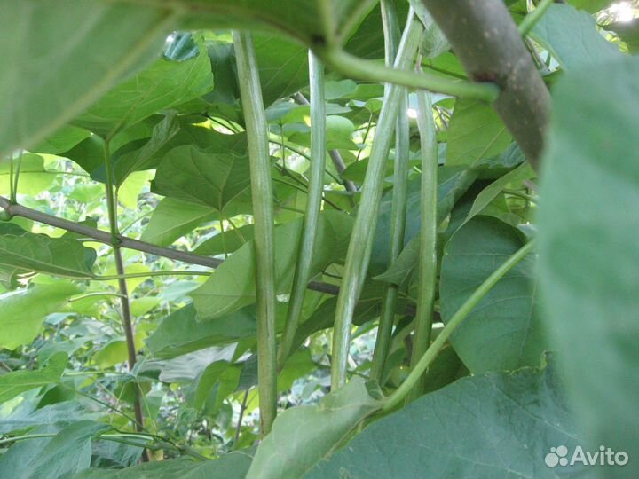 Декоративные деревья для сада