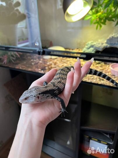 Синеязыкий сцинк