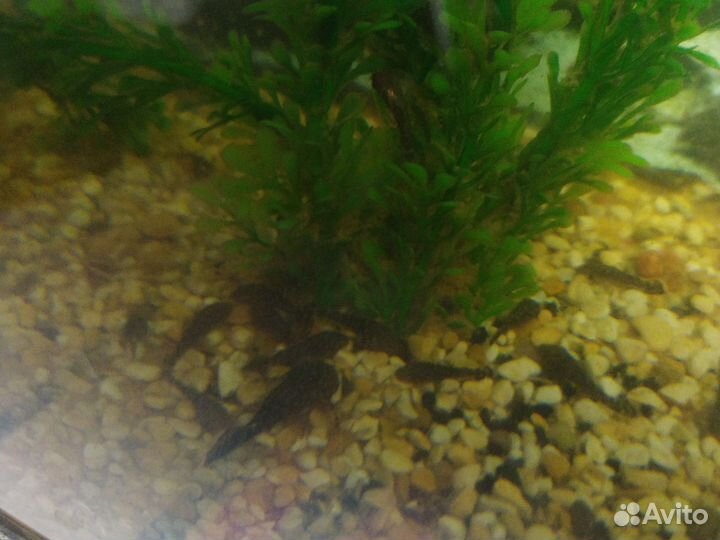Аквариумное рыбки