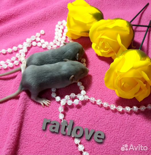 Голубые крысята дамбо