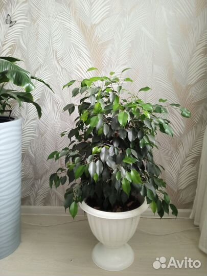 Фикус бенджамина