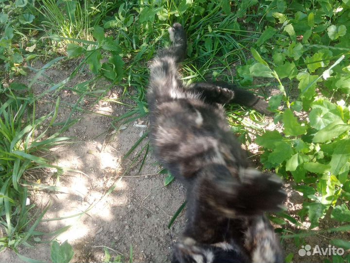 Котенок трехцветный