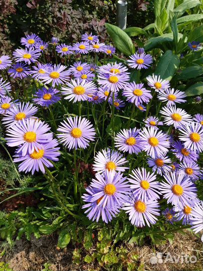 Нивяник- ромашка и другие многолетники