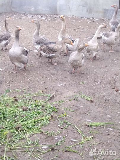 Гуси на племя