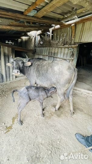 Продам буйвол с буйволенком, доиться не капризный