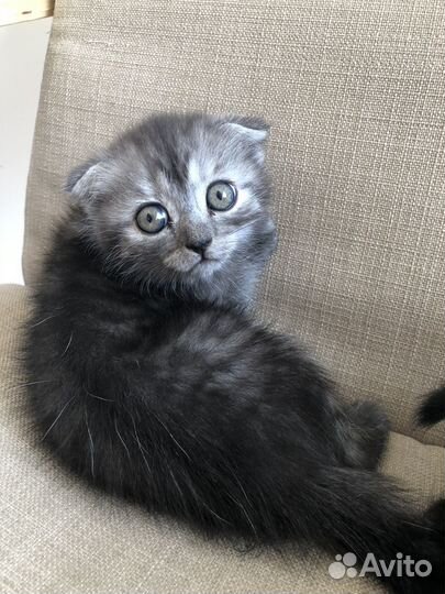 Шотландский вислоухий котенок