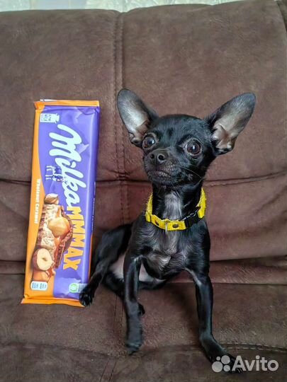 Мини той-терьер вязка