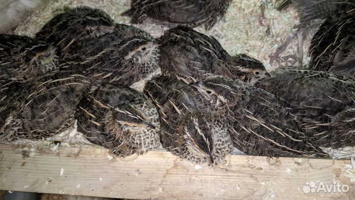 Продам мальчиков эстонских перепелов