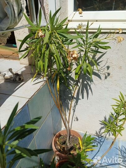 Олеанд. Нарцисс. Яснотка