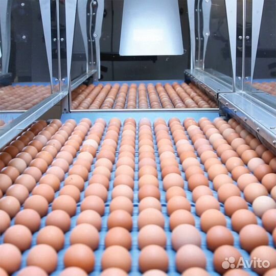 Сортировщик яиц вахта Пермский край