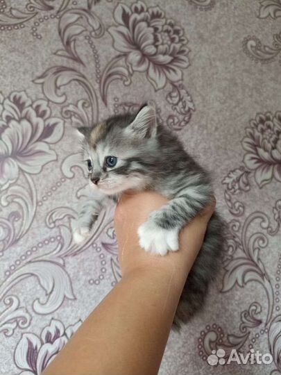 Котята от курильский бобтейл