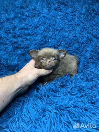 Мини мальчик чихуахуа