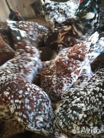 Продам инкубационное яйцо породистых кур