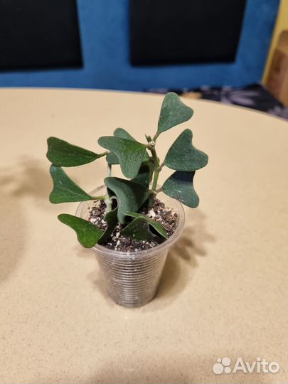 Хойя манипуренсис