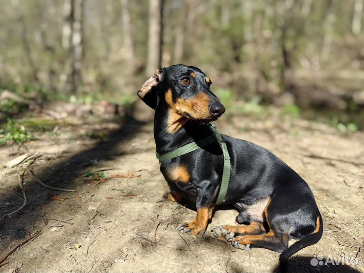 Кроличья такса вязка