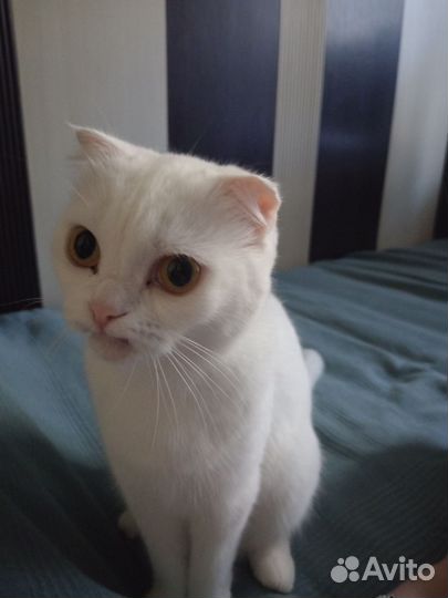Отдаю котов