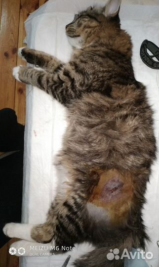 Ветеринарный врач (вызов на дом)