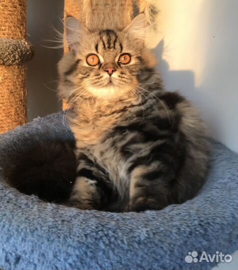 Британский котенок
