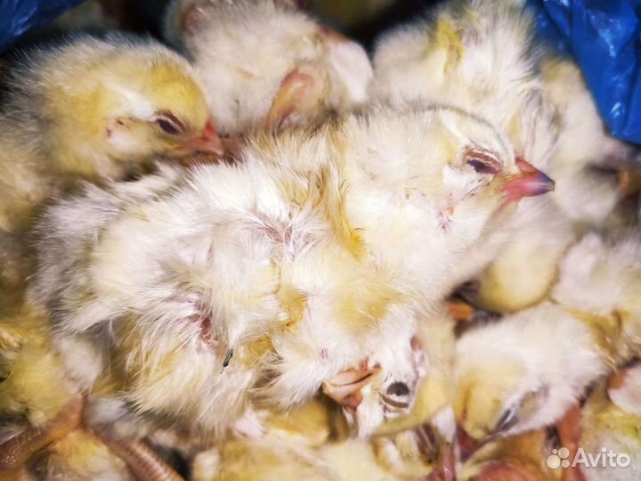 Цыплята суточные