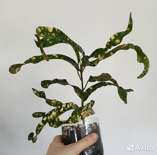 Кодиеум кротон