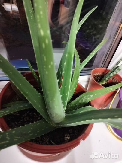 Алоэ вера растение