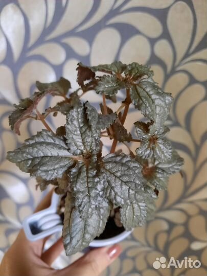 Пилея кадье