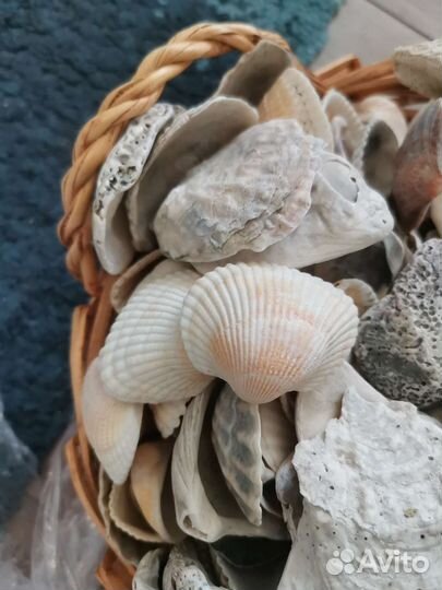 Ракушки. Большой набор