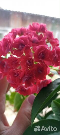 Пеларгония герань