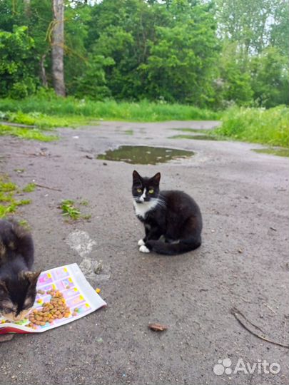 Ласковая кошка