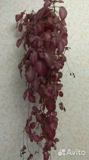 Комнатные цветы