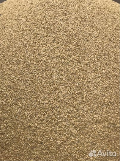 Зерно ячмень