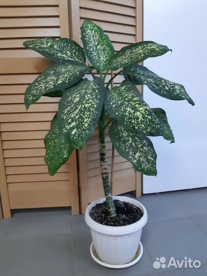 Диффенбахия