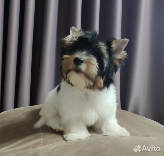 Бивер - мальчик