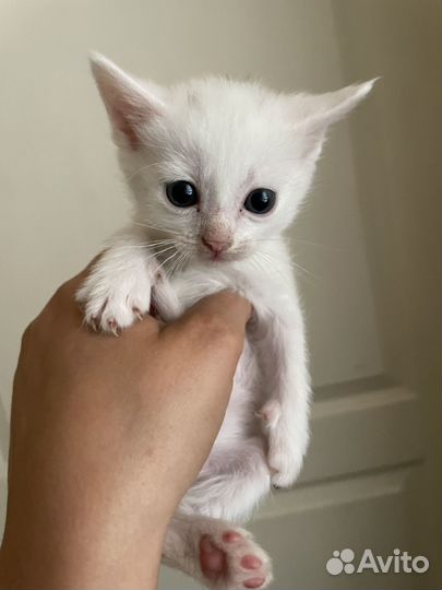 Котята в добрые руки даром к
