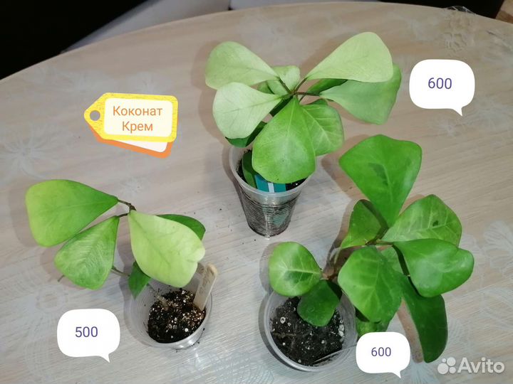 Фикус и Драцены