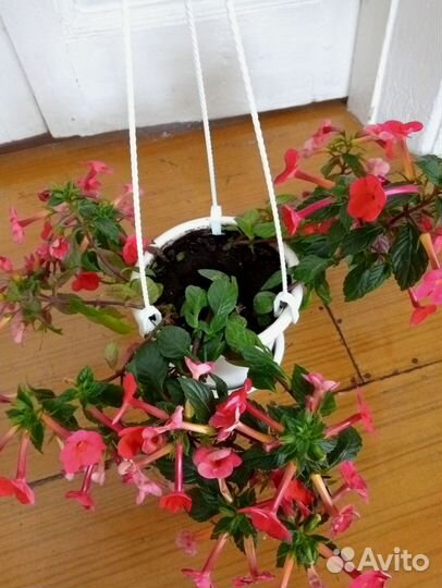 Комнатные цветы