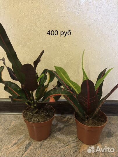 Кодиум микс