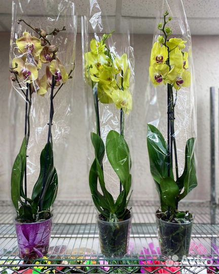 Орхидеи на 2 ветки