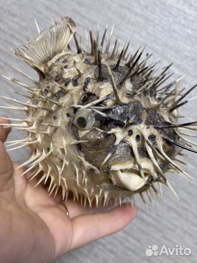 Рыба фугу чучело