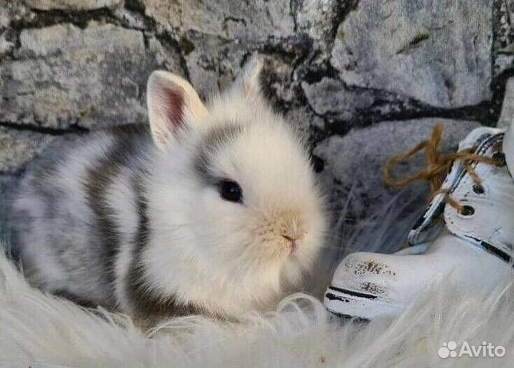 Карликовые Кролики