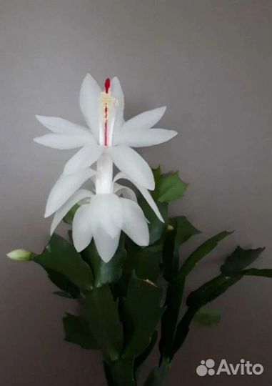 Декабрист белый