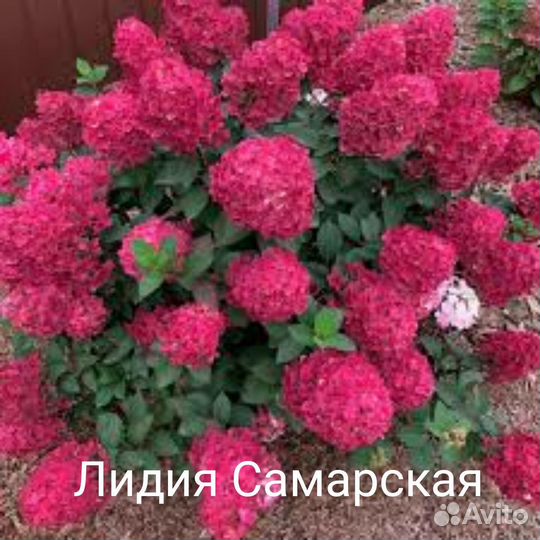 Гортензия саженцы