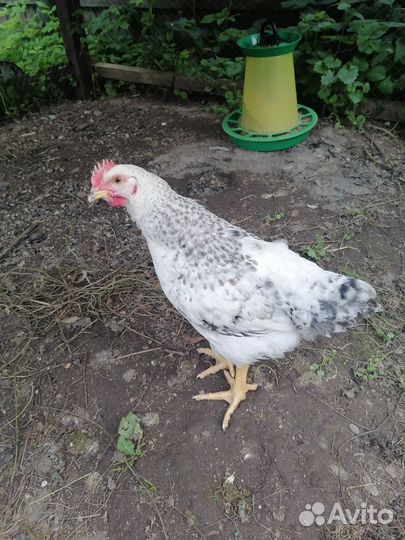 Молодой петух Мастер Грей, или Голошейка