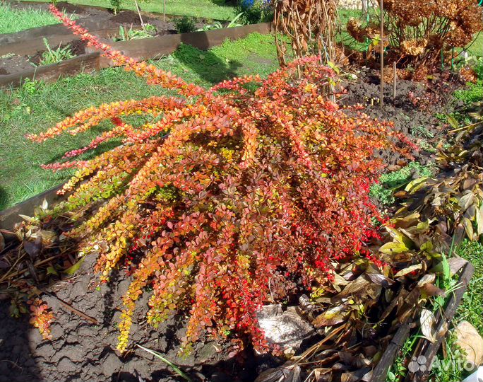 Барбарис. Дерен. Спирея