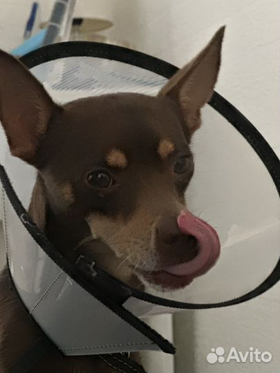 Защитный воротник для собак