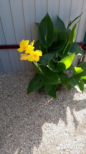 Клубни канны