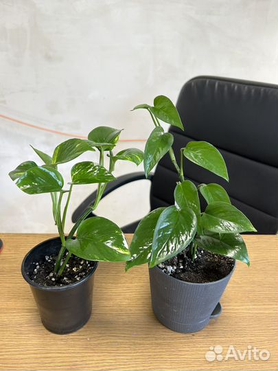 Растения лианы сциндапсус эпипремнум