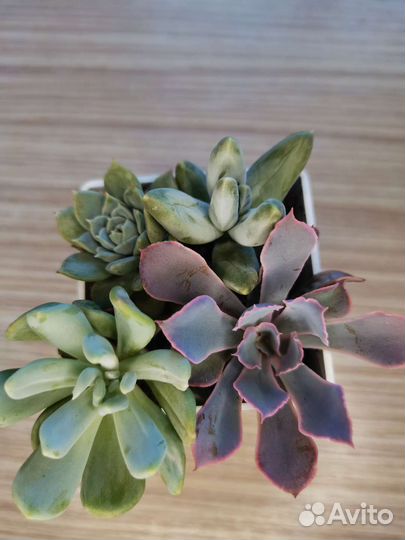 Суккуленты #1
