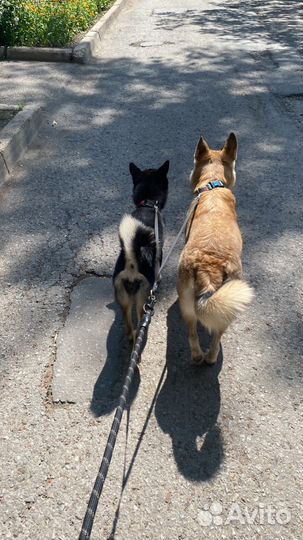 Выгул собак