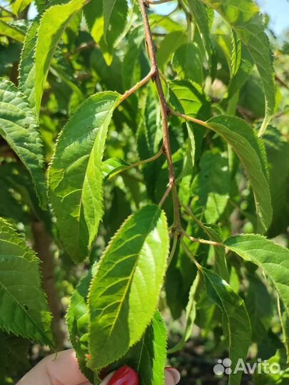 Сакура на штамбе